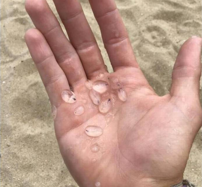 obx invasion=they're not jellyfish Hidden Outer Banks